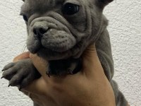 Güzeller güzeli french bulldog bebeklerimiz