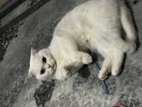 Acil sahiplendirilecek scottish fold