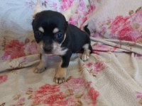 Dişi chihuahua