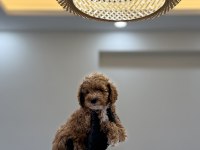 TOY POODLE WC PET EĞİTİMLİ YAVRUMUZ YENİ YUVASINA HAZIR