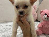Minyatür pomeranian spitz yavrumuz