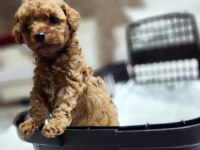 Micro teacup toy poodle yavrular teslime hazır ev ortamı