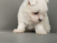 Harika maltese bebekler