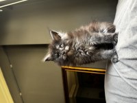 Xxl şampiyon baba dan maine coon yavruları
