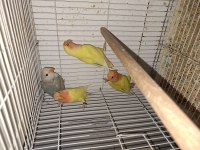 Yeni Yeme Düşmüş Sevda Papağanı Yavrular