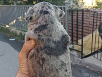 Anne altından muhteşem ırk güzeli french bulldog yavrular
