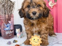 Uygun çikolata Maltipoo