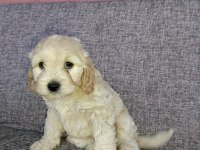 Toy poodle ve Charles ten Cavapoo