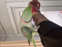 Bayram şekeri iskender papağanımız