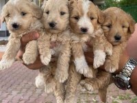 Orijinal kilo garantili Maltipoo bebekler