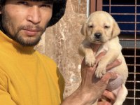 Labrador bebeklerimiz