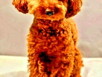 Toy poodle yavrularında son nokta