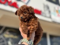 Petmode köpek çiftliğinden tea cup poodle yavrular