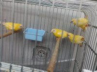 Cinnemon mavi yüz parrot lar