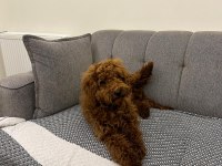 6 AYLIK TOY POODLE