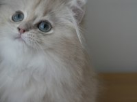 Safkan lilac golden british longhair erkek bebek