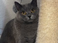 2 yaşında british shorthair