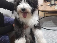 Tibet terrier harika ırk