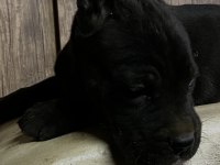 SAF KAN CANE CORSO YAVRULAR