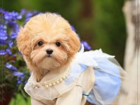 Yuva Bekleyen Kore Maltipoo