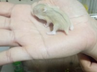Gonzales hamster