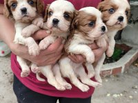 Irk garantili cavalier king charles yavrular