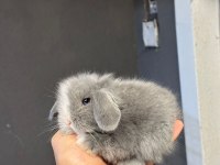 HOLLANDA LOP TAVŞANLARI