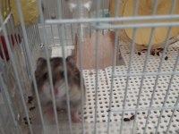 Sevimli Hamster