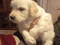 Yeni Golden Retriever Yavruları