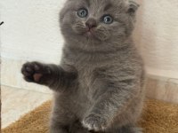 A kalite scottish fold yavrular yeni sahiplerini arıyor