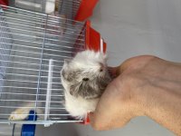 Guinea pig yavrularımız