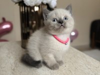 British Shorthair Bluepoint Yavrular