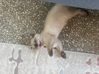 Scottish fold 2 aylık