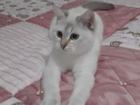 Lynx Point British Shorthair Prenses