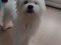 9 aylık erkek maltese
