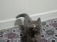 Akıllı british shorthair gofret