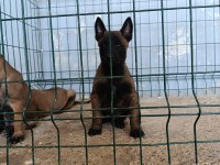 Belçika malinois dişi ve erkek mevcut