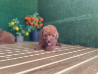 Toy Poodle Bebekler Referans Yavrular