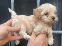 Beyaz ve renkli terrier bebekler