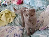 4 aylık safkan british kedimiz