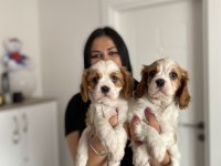 Sağlık ve ırk garantili cavalier king charles yavrularım