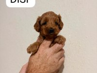 TATLI MINIK KÖPEKLER