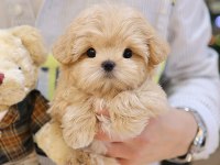 Maltipoo Bebeklerim