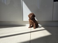 TOY POODLE VE KORE POODLE EN KÜÇÜK BOY YAVRULAR