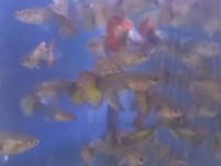 Çok sayıda genç damızlık jumbo lepistes