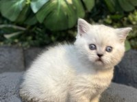 BRİTİSH SHORTHAİR NY1133 DİŞİ