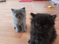 Chinchilla yavrularımız yeni yuvalarını bekliyor