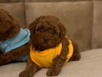 Toy Poodle Yavrular