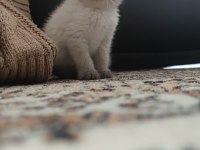 Sevdiğiniz için en güzeli british shorthair