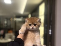 Sevimli Brıtısh Shorthair Yavrularım